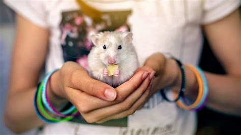 hamestr|Keeping Hamsters As Pets 